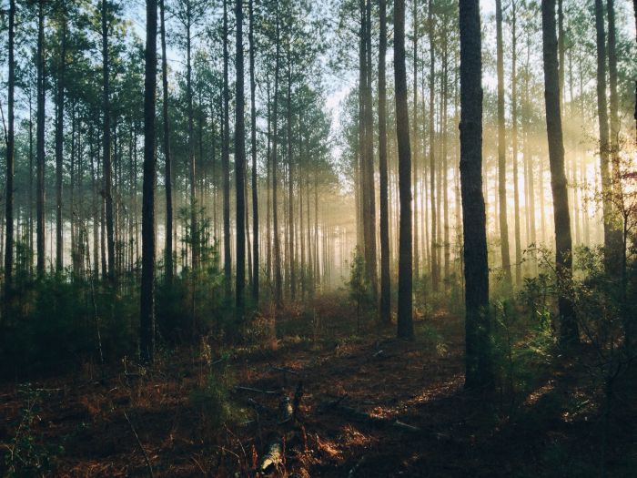 Live off-grid in the woods
