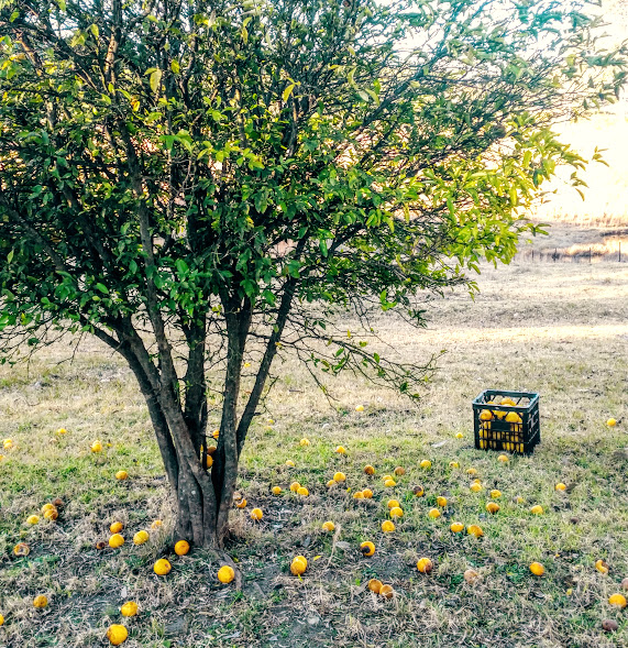 What to do when life gives you lemons? The Urban Ecolife