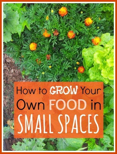 How to Grow Your Own Food in Small Spaces - The Urban Ecolife