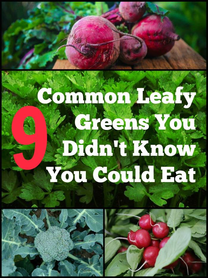 9 Common Leafy Greens You Didn't Know You Could Eat from The Urban Ecolife