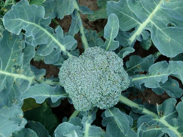 Broccoli leaves