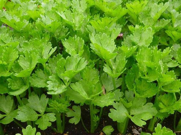 Celery Leaves