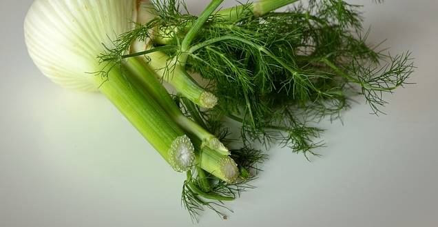 Fennel Top