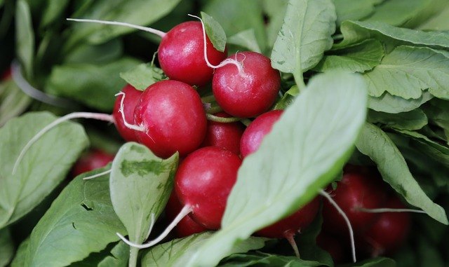 Radish leaves