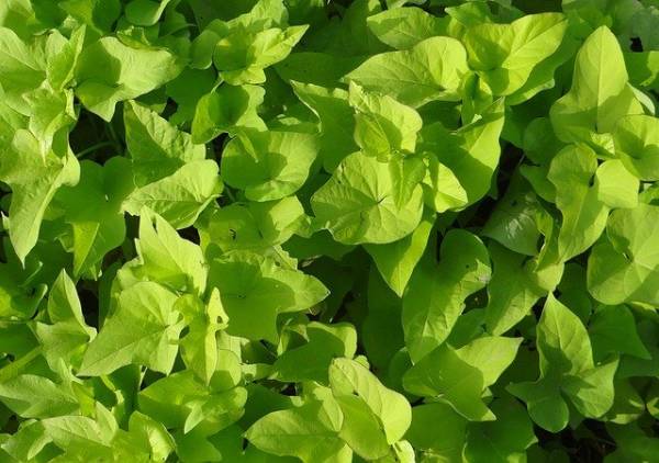 Sweet Potato Leaves