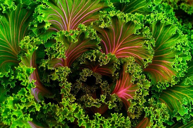 6 Foods That Are Best To Eat Organic - Kale
