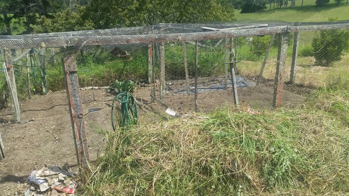 The weeded veggie garden - The Urban Ecolife